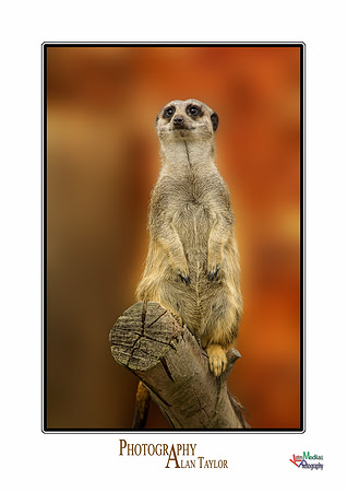 Collection of photographs from Woodside Falcon Park UK