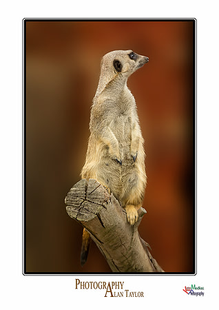 Collection of photographs from Woodside Falcon Park UK