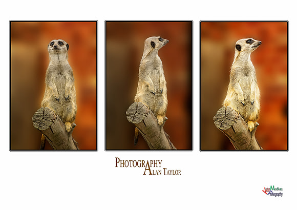 Collection of photographs from Woodside Falcon Park UK