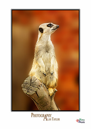 Collection of photographs from Woodside Falcon Park UK