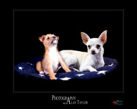 Pet photography, Pet Photographer, Lincoln