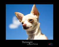 Pet photography, Pet Photographer, Lincoln