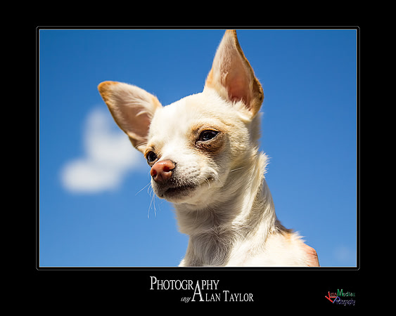 Pet photography, Pet Photographer, Lincoln