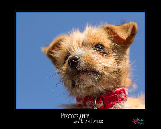 Pet photography, Pet Photographer, Lincoln