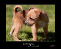 Pet photography, Pet Photographer, Lincoln