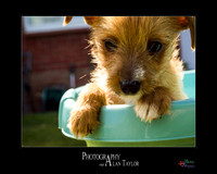 Pet photography, Pet Photographer, Lincoln