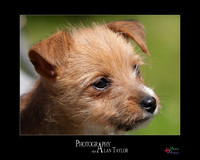 Pet photography, Pet Photographer, Lincoln
