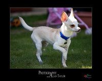 Pet photography, Pet Photographer, Lincoln