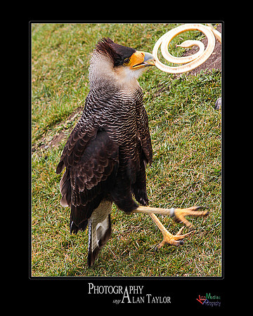 Collection of photographs from Woodside Falcon Park UK