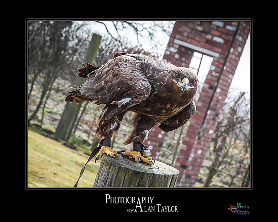 Collection of photographs from Woodside Falcon Park UK