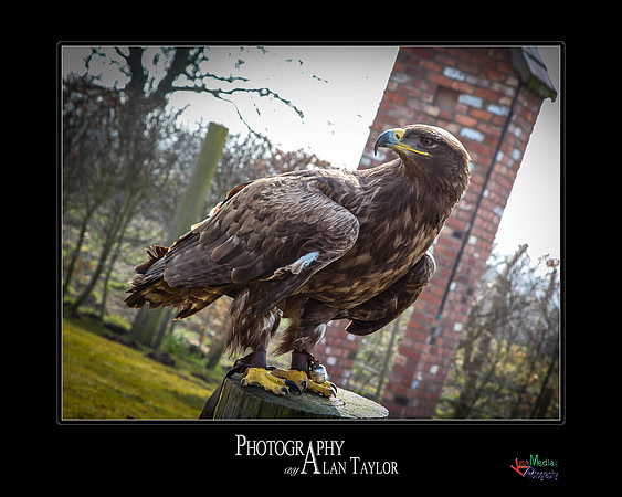 Collection of photographs from Woodside Falcon Park UK