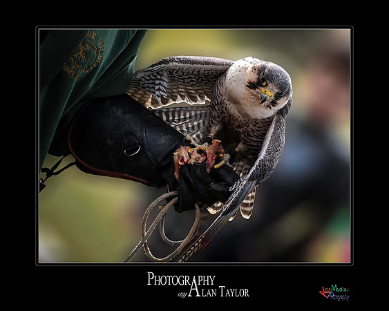 Collection of photographs from Woodside Falcon Park UK