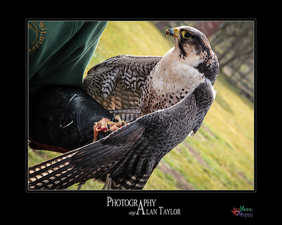 Collection of photographs from Woodside Falcon Park UK