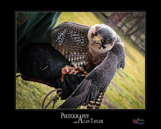 Collection of photographs from Woodside Falcon Park UK
