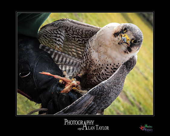 Collection of photographs from Woodside Falcon Park UK