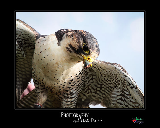 Collection of photographs from Woodside Falcon Park UK