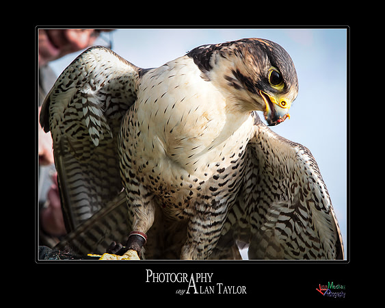 Collection of photographs from Woodside Falcon Park UK