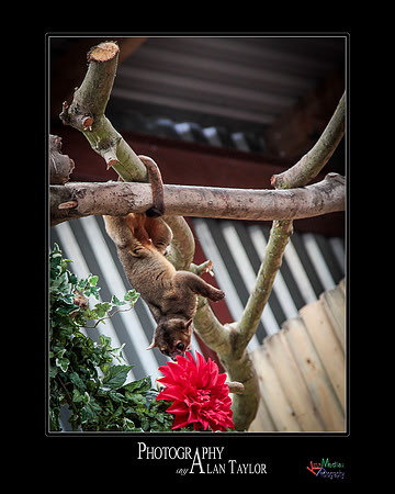 Collection of photographs from Woodside Falcon Park UK