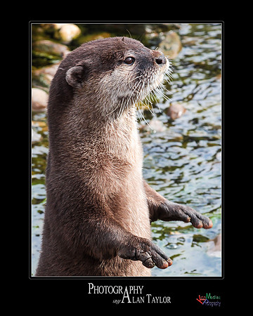 Collection of photographs from Woodside Falcon Park UK