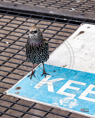 Photography from London, England, UK