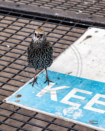 Photography from London, England, UK
