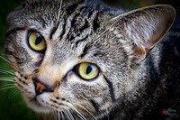 Kat