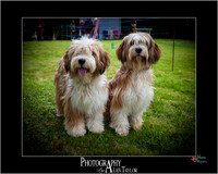 Dog Show 2016