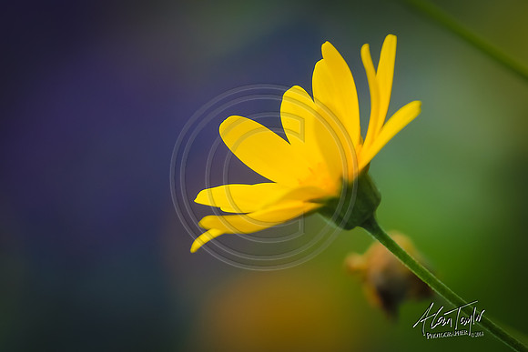 Floral photography