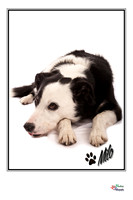 Milo
