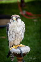 Castle Knights event in Lincoln UK 2018