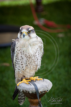 Castle Knights event in Lincoln UK 2018