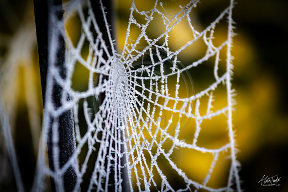 IMG_7592