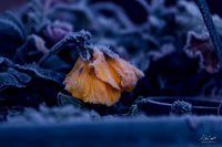 IMG_7595-Edit