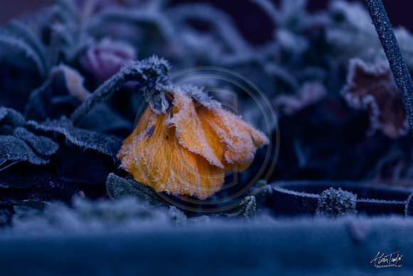 IMG_7595-Edit
