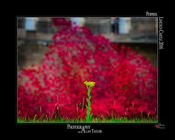 Poppies_2-2