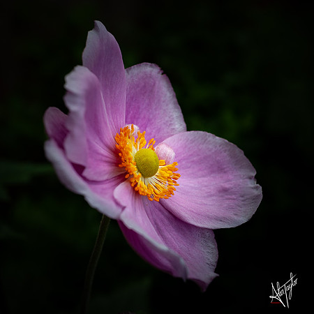 _MG_3517