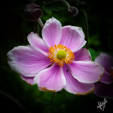 _MG_3520