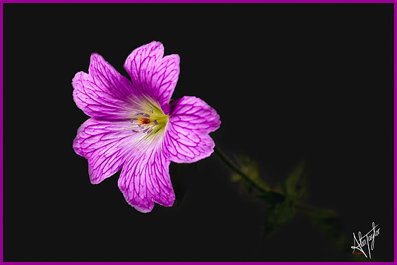 _MG_3530-Edit