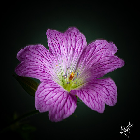 _MG_3530