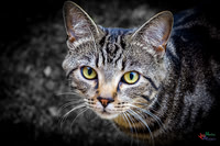 Pet Photographer in Lincoln | Kapture Media Photography