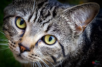 Pet Photographer in Lincoln | Kapture Media Photography
