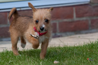 Pet Photographer in Lincoln | Kapture Media Photography