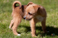 Pet Photographer in Lincoln | Kapture Media Photography