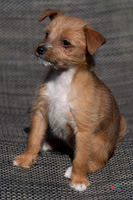 Pet Photographer in Lincoln | Kapture Media Photography