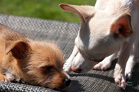 Pet Photographer in Lincoln | Kapture Media Photography