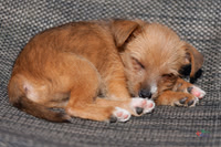Pet Photographer in Lincoln | Kapture Media Photography