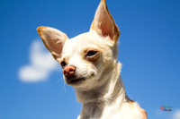 Pet Photographer in Lincoln | Kapture Media Photography