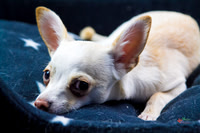 Pet Photographer in Lincoln | Kapture Media Photography