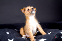 Pet Photographer in Lincoln | Kapture Media Photography