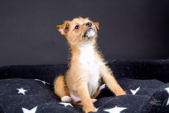 Pet Photographer in Lincoln | Kapture Media Photography